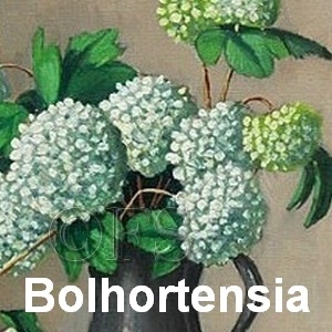 bolhortensia