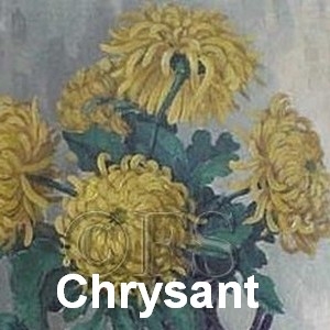chrysant
