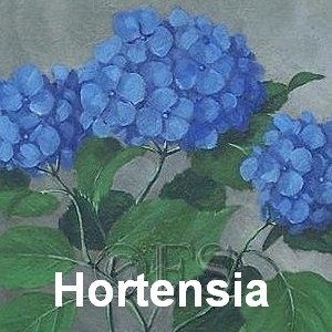 hortensia