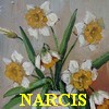 narcis