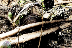 Pantom12-Colorized-Enhanced