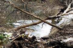 Pantom5-Colorized-Enhanced-Repaired