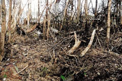 Pantom6-Colorized-Enhanced